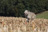 BOUVIER DES ARDENNES 224